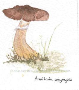 Armillaria-polymyces