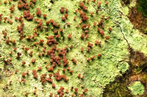 Baeormyces rufus - Roseberry Common