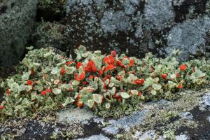 Cladonia diversa-Great Ayton