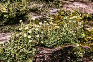 Cladonia fimbriata-Weardale