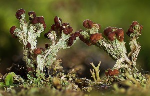 Cladonia ramosa - Nenthead Mine