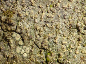 Lacanactis abietina - Deepdale Woods