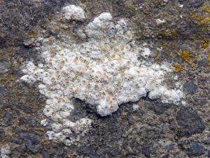 Lecanora albescens-Low Force Teesdale  