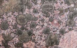 Lichen Mosaic on granite-Kirby Stephen  