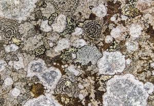 Lichen Mosaic on sandstone-Wainstones N. Yorks.  