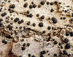 Mycoblastus sanguinarius - Tay Forest Aberfeldy