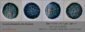 Trichia decipiens var olivacea Lactic Blue