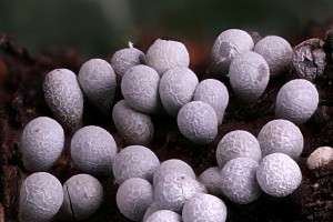 Badhamia foliicola group
