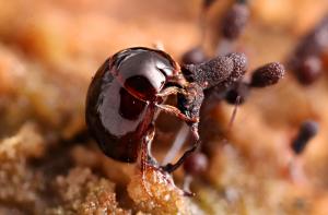 Leodidae beetle eating                   