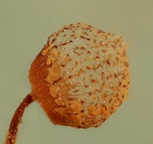 Cribraria aurantiaca crop 1000