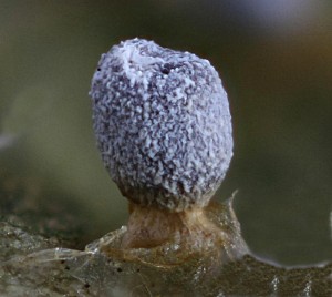 Physarum mutabile sporangium