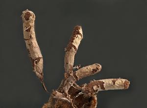 Stemonitopsis typhina